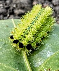 Parasa pastoralis