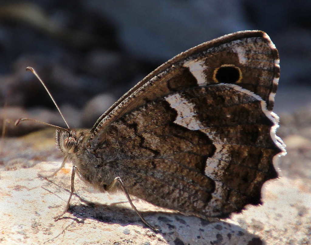 Hipparchia gomera