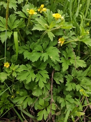 Ranunculus chinensis