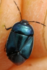 Canthophorus melanopterus