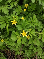 Ranunculus chinensis