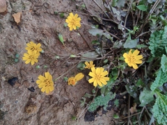 Lapsanastrum apogonoides