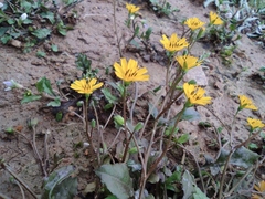 Lapsanastrum apogonoides