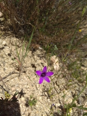 Campanula matritensis