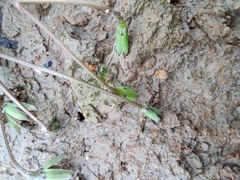 Lapsanastrum apogonoides