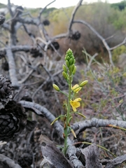 Bulbine alooides