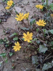 Lapsanastrum apogonoides