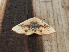 Cyclophora lennigiaria