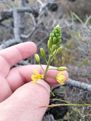 Bulbine alooides