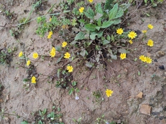 Lapsanastrum apogonoides