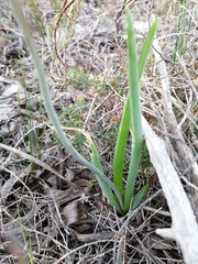 Bulbine alooides