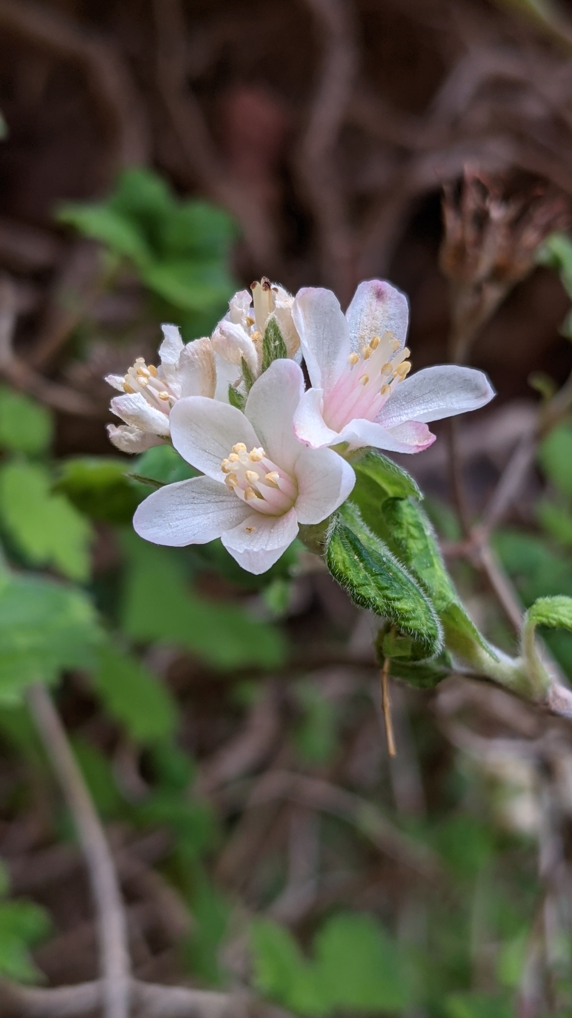 Jamesia americana var. zionis