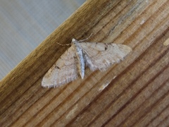 Eupithecia indigata