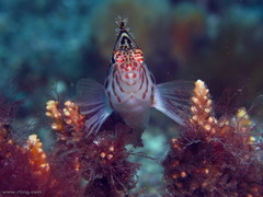 Cirrhitichthys aprinus