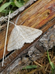 Perconia strigillaria