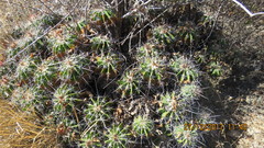 Ferocactus flavovirens