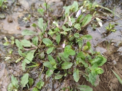 Mazus miquelii