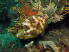 Eubalichthys mosaicus