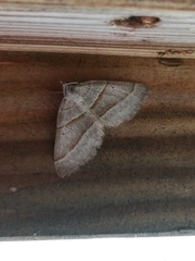Scotopteryx