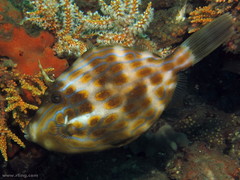 Eubalichthys mosaicus