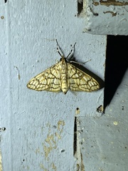 Haritalodes