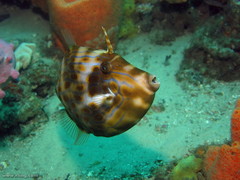 Eubalichthys mosaicus