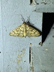 Haritalodes