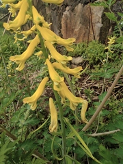 Corydalis pallida