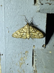 Haritalodes