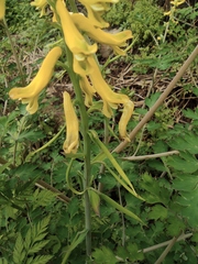 Corydalis pallida