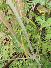 Corydalis pallida