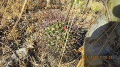 Mammillaria carnea