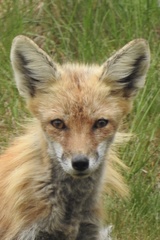Vulpes vulpes