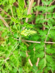 Corydalis pallida