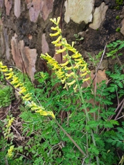 Corydalis pallida