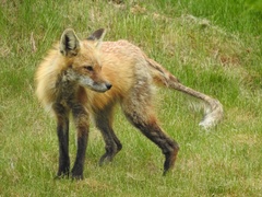 Vulpes vulpes
