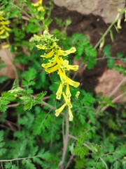 Corydalis pallida