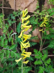 Corydalis pallida