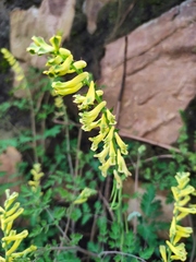 Corydalis pallida