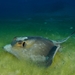 Common Stingray - Photo (c) Dennis Rabeling, some rights reserved (CC BY-NC-ND), uploaded by Dennis Rabeling