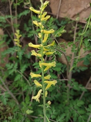 Corydalis pallida
