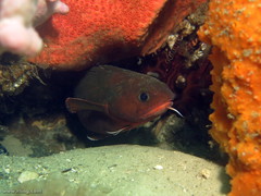Lotella rhacina