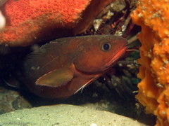 Lotella rhacina