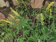 Corydalis pallida