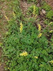 Corydalis pallida