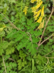 Corydalis pallida