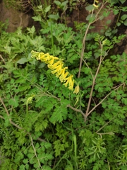 Corydalis pallida