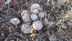Mammillaria haageana meissneri