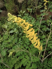 Corydalis pallida