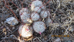 Mammillaria haageana meissneri